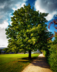 Kastanienbaum im Coburger Rosengarten