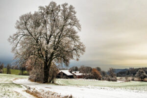 Baum Ernstfarm Schnee Winter Veste Coburg
